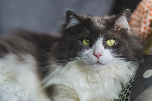 Our Favorite Cat Board Books for the Prrfect Storytime